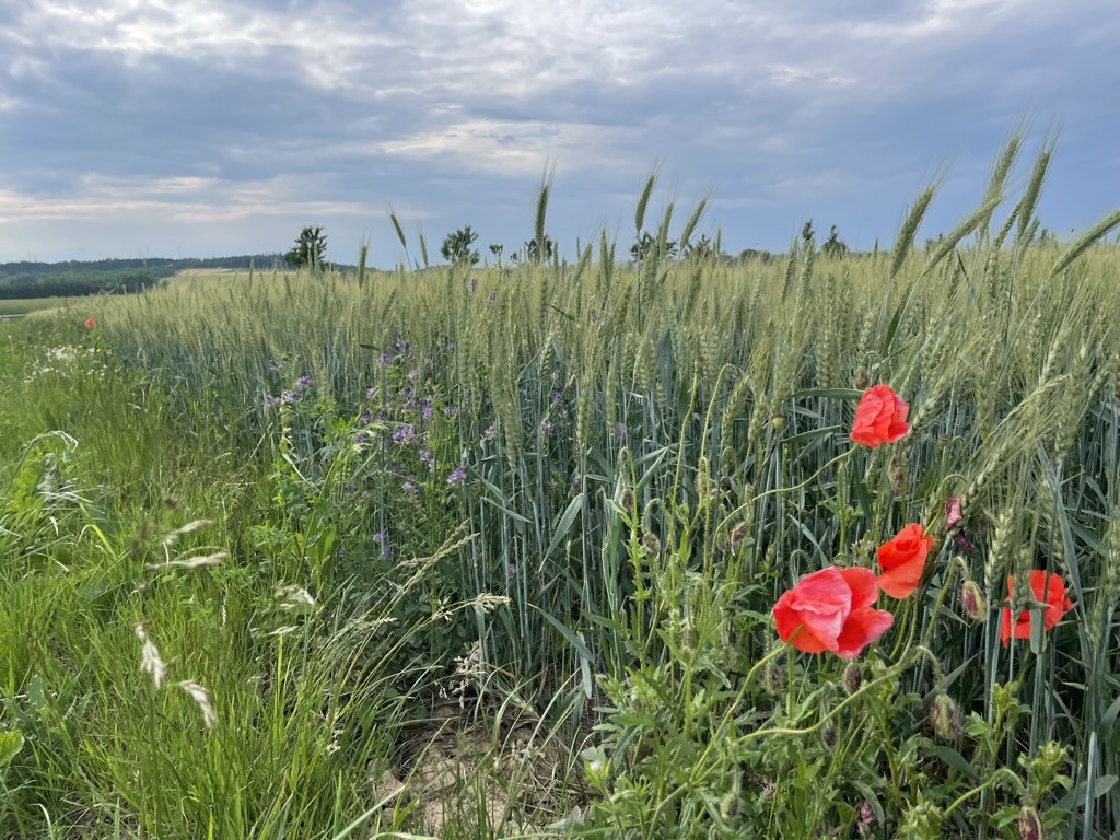 Všímavost při procházkách